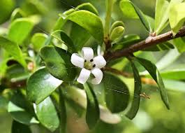 Image result for Pittosporaceae