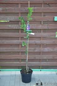 Image result for prunus domestica renkloda althana