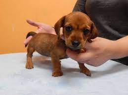 Chiweenie Mr Bulldog Los Angeles Pico Rivera Dogs Puppies For Sale Chiweenie Puppies Chiweenie Puppies