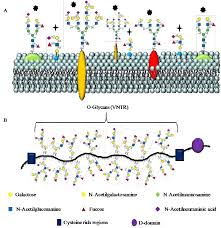 However, the dead excrusion product of the living protoplast was forgotten, for almost three centuries, being the subject of scientific interest mainly as a resource for industrial processing or in relation to animal or human health. Simplified Structure Of Cell Oligosaccharides A Glycoproteins And Download Scientific Diagram