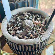 Image result for Trochomeria