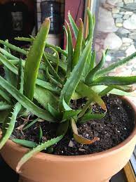 The leaves of the aloe vera often turn brown in the blazing sun. My Poor Aloe The Tips Are Drying Out And Turning Brown Google Is No Help Can Anyone Tell Me How To Fix This Care Details In Comments Succulents