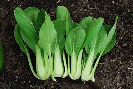 Maraîchage de jean luc garbage. Cultiver Le Chou Chinois Dit Pak Choi