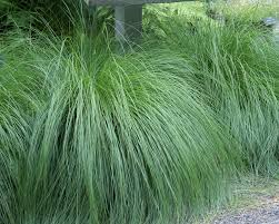 Image result for Sporobolus stapfianus