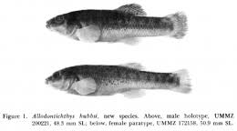 Image result for Allophylus whitei