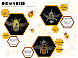 Aster flowers (also commonly referred to as daisies) has a huge variety of different species. Unseen 2019 Silence Of The Bees
