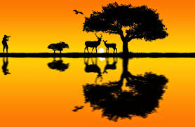 خلفية الأسبوع غروب الشمس يالغابة عالية الدقة 2 fine art photographer art