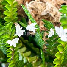 Image result for Angraecum distichum