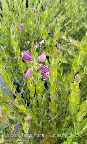 Image result for Polygala