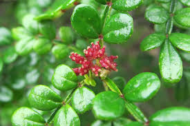 Image result for Zanthoxylum tenuipedicellatum