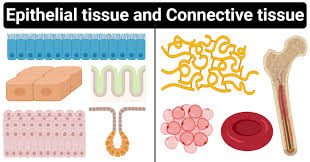 Epithelial cells may take different shapes. Epithelial Tissue Vs Connective Tissue Definition 15 Differences Examples