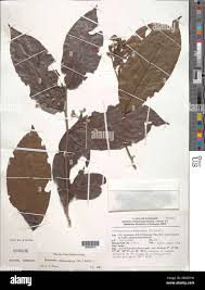 Image result for Dichapetalum