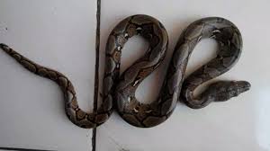 Ada orang mimpi membunuh ular: Arti Mimpi Melihat Ular Dan Arti Mimpi Digigit Ular Apa Makna Mimpi Melihat Dan Dikejar Ular Halaman All Tribun Pontianak