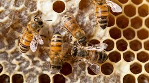 Some examples of how plants reach out to bees and others: How Honeybees Turn Nectar Into Honey