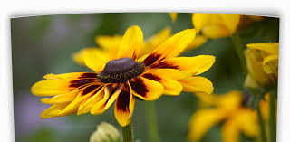 Maybe you would like to learn more about one of these? Annuals Tlc Garden Centers