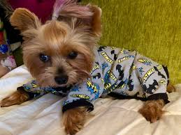 Join millions of people using oodle to find puppies for adoption, dog and puppy listings, and other pets adoption. Yorkie Size Average Yorkshire Terrier Sizes Big Small Yorkie Advice