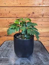 Image result for Cissus