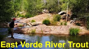 Full of wild rainbow trout, this tailwater fishery flows for over 15 miles out of lake powell. Trout Fishing Arizona S East Verde River Youtube