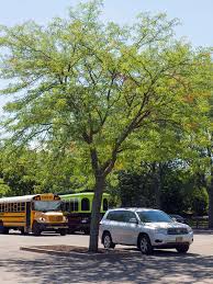 Maybe you would like to learn more about one of these? Skyline Honeylocust Chicago Botanic Garden