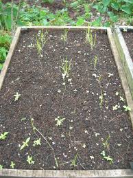 Image result for tomato seedling damping off
