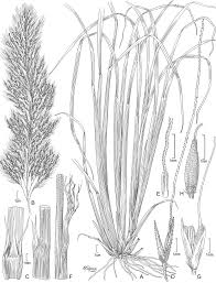 Image result for Cenchrus trisetus