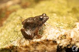 Image result for Cadaba natalensis