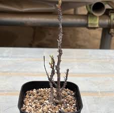 Image result for Euphorbia stenocaulis