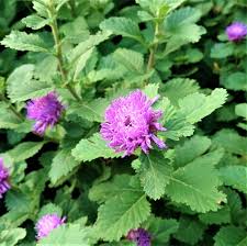 Image result for Centratherum