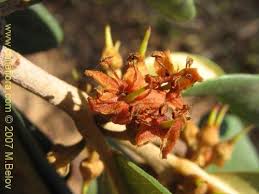 Image result for Pouteria pseudoracemosa