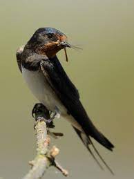 Similarly, these areas are located near water bodies to get a vertical space for the birds to fly. The Barn Swallow Hirundo Rustica Is The Most Widespread Species Of Swallow In The World There Are Six Subspecies Of Barn Swallow Beautiful Birds Wild Birds