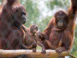 Phoenix Zoo Reopens After Storm Damage Orangutan Baby Animals Cute Animal Pictures