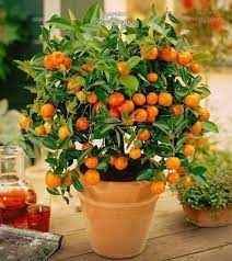 How To Grow Mandarin From Seeds At Home Indoor Fruit Trees Dwarf Fruit Trees Potted Fruit Trees