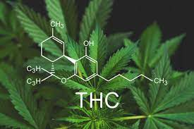 Electric and magnetic elds of the earth; Thc Detox 3 Ways To Pass A Cannabis Drug Test Sensi Seeds