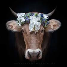We did not find results for: 180 Allgau Ideen Allgau Kuhe Kuhe Und Kalber