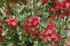 Image result for Astripomoea malvacea