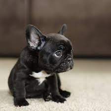 They are very healthy and playful with all dogs and children. French Bulldog Black Bulldog Puppies Pets Lovers