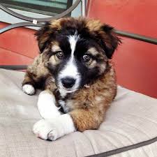 Australian shepherd puppies for sale in ohio select a breed. Pomeranian Australian Shepherd Mix Puppies For Sale Novocom Top