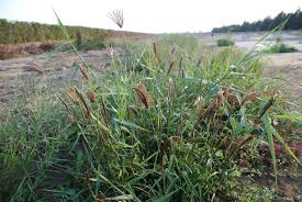 Image result for Chloris diluta