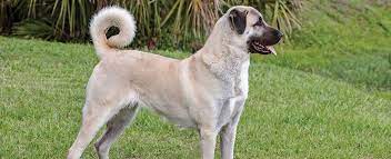 Laurie marker and the cheetah conservation fund in namibia in their progressing endeavors to anticipate domesticated animals chasing cheetahs being executed by ranchers. Anatolian Shepherd Dog Breed Profile Petfinder