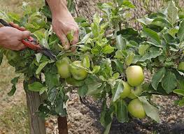 Epingle Sur Jardins Potagers