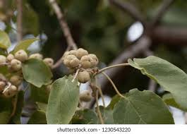 Image result for Croton macrostachyus