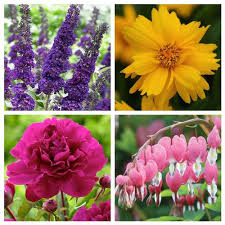 Maybe you would like to learn more about one of these? 60 Most Deer Resistant Plants For Your Garden