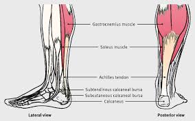 The calcaneal tendon forms by the merging of fibers of the gastrocnemius and the soleus muscles, forming the tendon that inserts into the posterosuperior aspect of the calcaneus. Achilles Tendon Disorders The Bmj