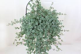 Image result for Pilea angolensis