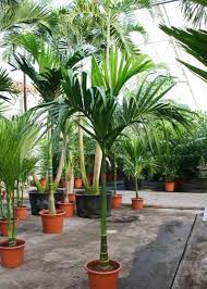 Saya yakin anda saat ini sedang cari bibit buah tanaman anggur yang dijual di jogja atau seputaran malang, bogor, depok, atau semarang atau di solo atau jakarta mungkin. Jual Bibit Pohon Pinang Di Jogja Tani Sejahtera