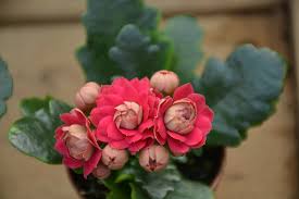 Image result for Kalanchoe calandiva