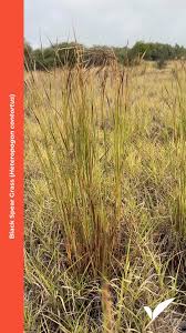 Image result for Heteropogon contortus