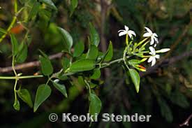 Image result for Jasminum fluminense