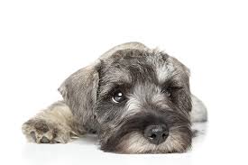 Our akc miniature schnauzer puppies have litters several times a year. Miniature Schnauzer Dog Breed Information