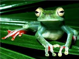 Unique aesthetic frog wallpaper delightful purple white red ocher anime hd iphone desktop bts dark laptop green for lockscreen pc sad grey butterfly flower vintage vsco computer drop chilly killua phone pinterest e woman… Frog Aesthetic Wallpaper Pc Frog Wallpapers Top Free Frog Backgrounds Wallpaperaccess You Can Also Upload And Share Your Favorite Aesthetic Frog Wallpapers Tamala Wand